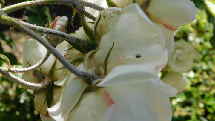 Detalle de flores en el patio