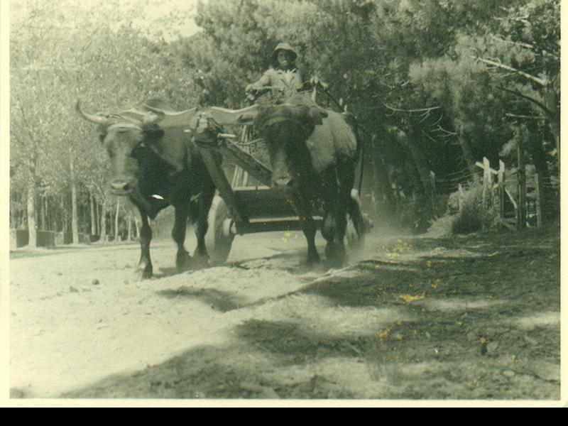 Carretilla con dos toros