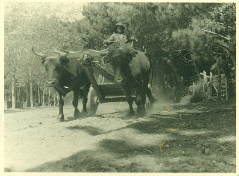 Carretilla con dos toros