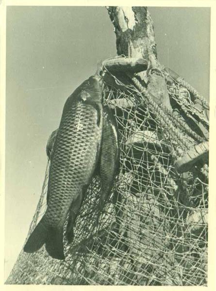 Pescados sobre una red